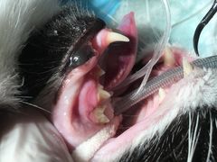 -爱诺耐芙动物医院(万博店)