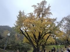 -千年银杏谷文化旅游区