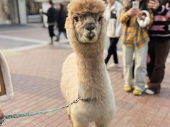 -拿渡·水煮鱼麻辣香锅(王府井奥莱·香江小镇店)