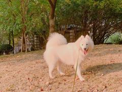 -翊宠yipet猫狗购宠庄园犬舍•猫舍