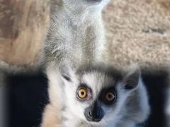 -海合安武汉极地海洋公园