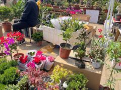-中环花鸟鱼虫市场