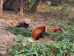 小熊猫2号活动场地-成都大熊猫繁育研究基地