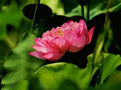-莲花池公园
