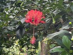 -中国科学院西双版纳热带植物园