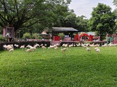 -广州长隆飞鸟乐园