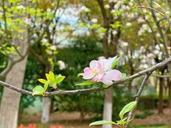 -顾村公园
