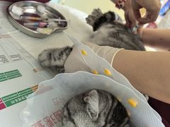 -纳吉亚猫专科动物医院·北北分院