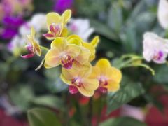 -中环花鸟鱼虫市场