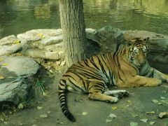 -北京野生动物园