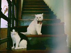 -猫咪博物馆(顶澳仔猫街店)