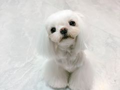 -乐琪宠物医院·犬猫专科·骨外科·急重症