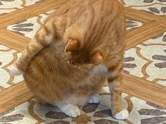 -猫猫幼稚园·撸猫·桌游·电玩