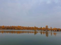 -金塔沙漠胡杨林景区