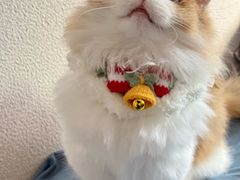 -Bastet sally猫舍购宠(静安店)