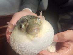 -肆月河豚·新淮扬(金融街店)
