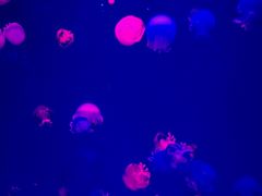 -多彩贵州城极地海洋世界