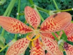 -辛玛王国游乐园