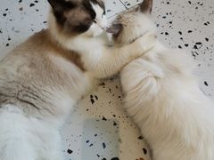 -喵喵咪呀布偶猫咖(春熙路店)