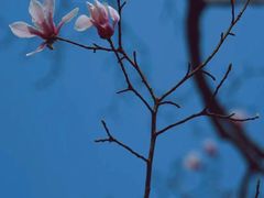 -杭州植物园