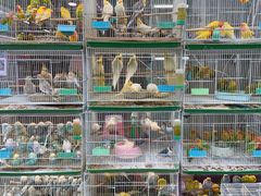 -青石桥花鸟鱼虫市场(叠翠城店)