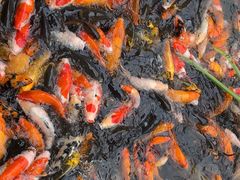 -西江印象酒楼