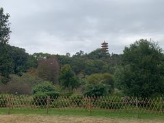 -深圳仙湖植物园