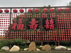 -合肥滨湖国家森林公园