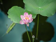 -荔湾湖公园