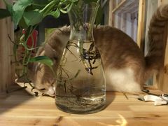 -猫色咖啡·猫咖