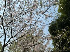 -南山植物园
