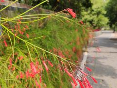 -广州市流溪河国家森林公园