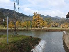 -千年银杏谷文化旅游区