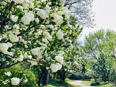 -上海共青森林公园