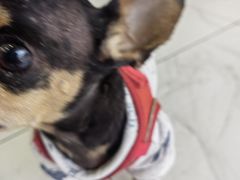 -艾吉宠物医院·疑难杂症转诊中心·猫友好(碧江路院)