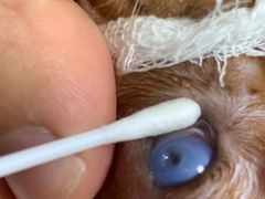 -芭比堂动物医院·犬猫全科·异宠专科(雁塔分院)