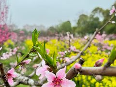 -南汇桃花村