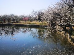 -林屋梅海青梅保护基地
