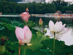 -莲花池公园