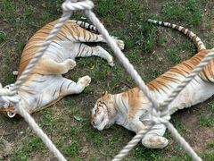 -西霞口神雕山野生动物世界