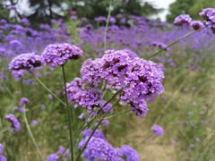 -上海滨江森林公园