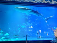 -烟台海昌鲸鲨海洋公园