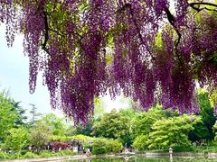 -嘉定紫藤园
