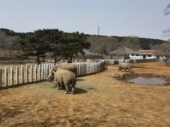 -沈阳森林动物园
