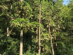 -武陵山森林公园