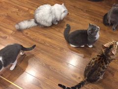 -猫友咖啡店(玉林西路店)