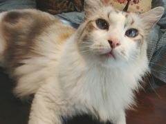 -李小姐の猫咖啡馆(五角场店)