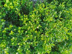 -白塘生态植物园