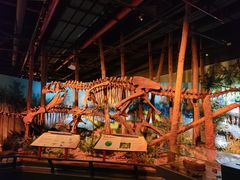 -正佳自然科学博物馆