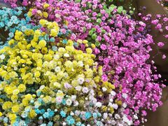 -三圣花乡旅游区